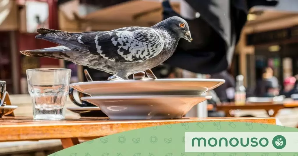 Aprende cómo ahuyentar palomas de las terrazas sin hacerles daño