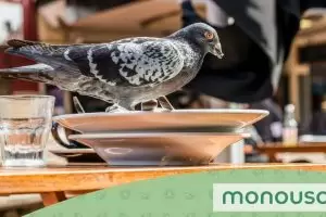 Descubre cómo ahuyentar palomas de las terrazas de tu restaurante