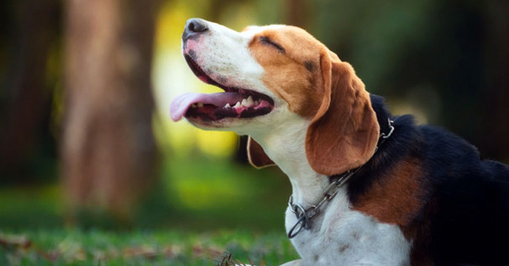 Características de las heces de perro sano