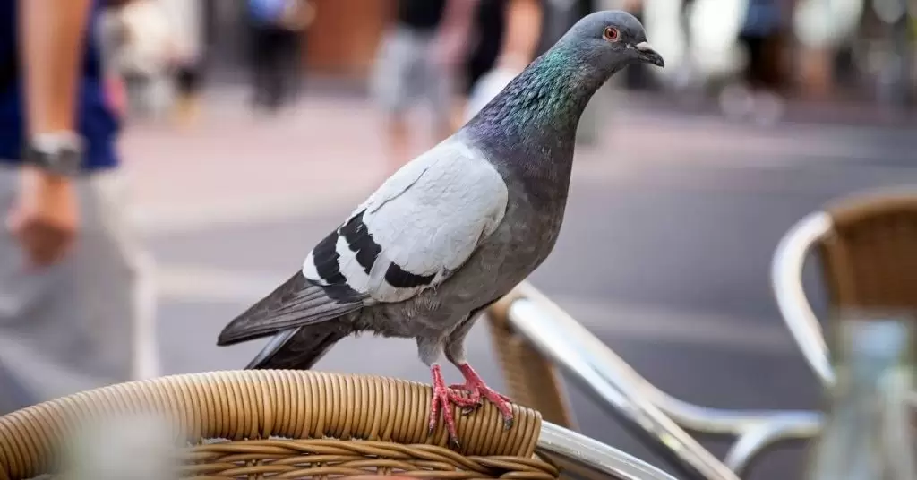 Usa repelentes para palomas