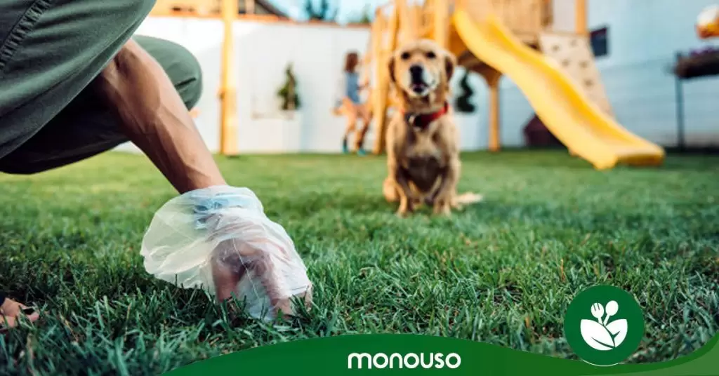 Tipos de heces de perros: reflejo de salud